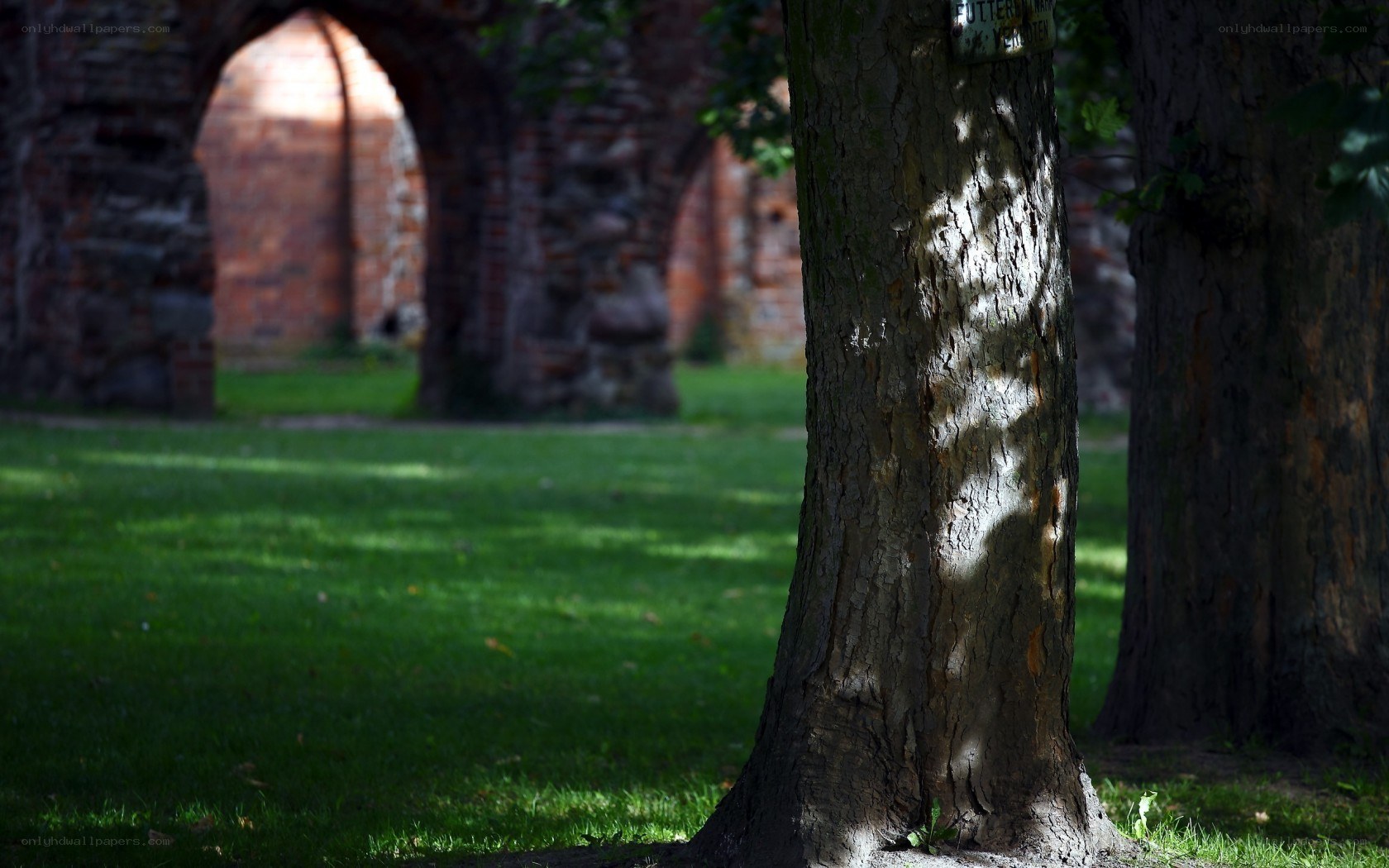 Tree in a park with ruins