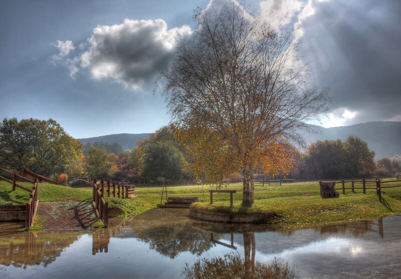 Tree in a Pond