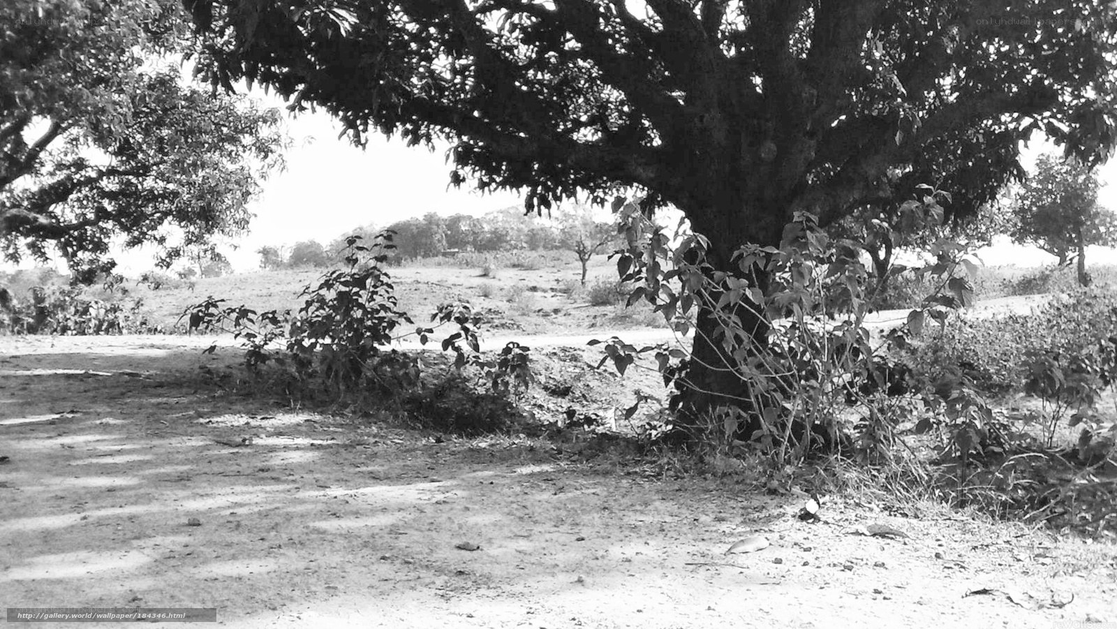 tree in a rural landscape