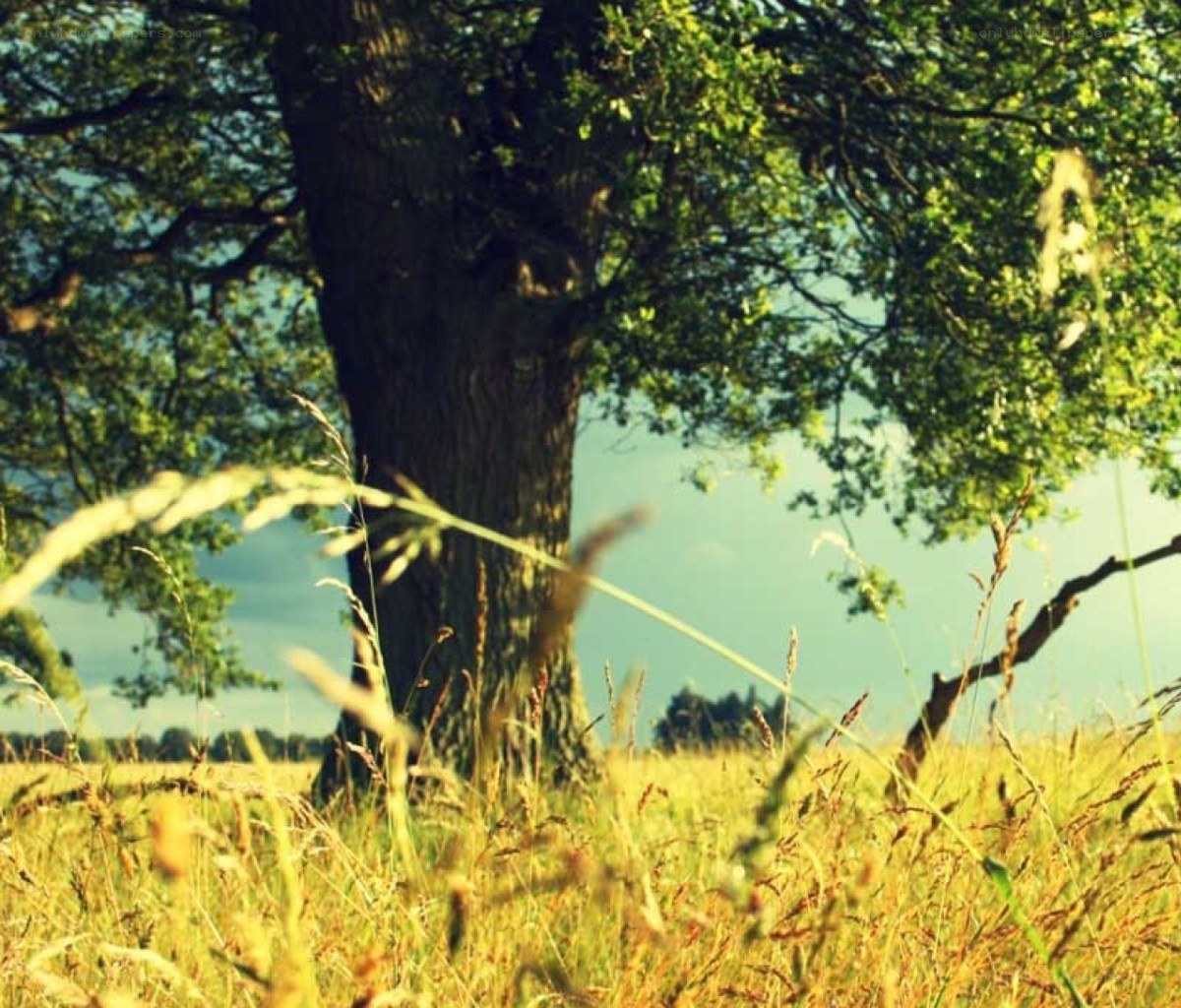 tree in a sunlit field