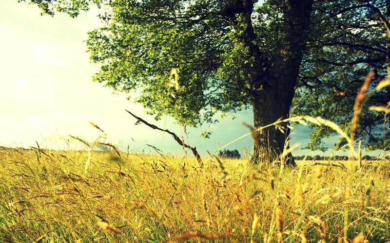 tree in a sunlit meadow