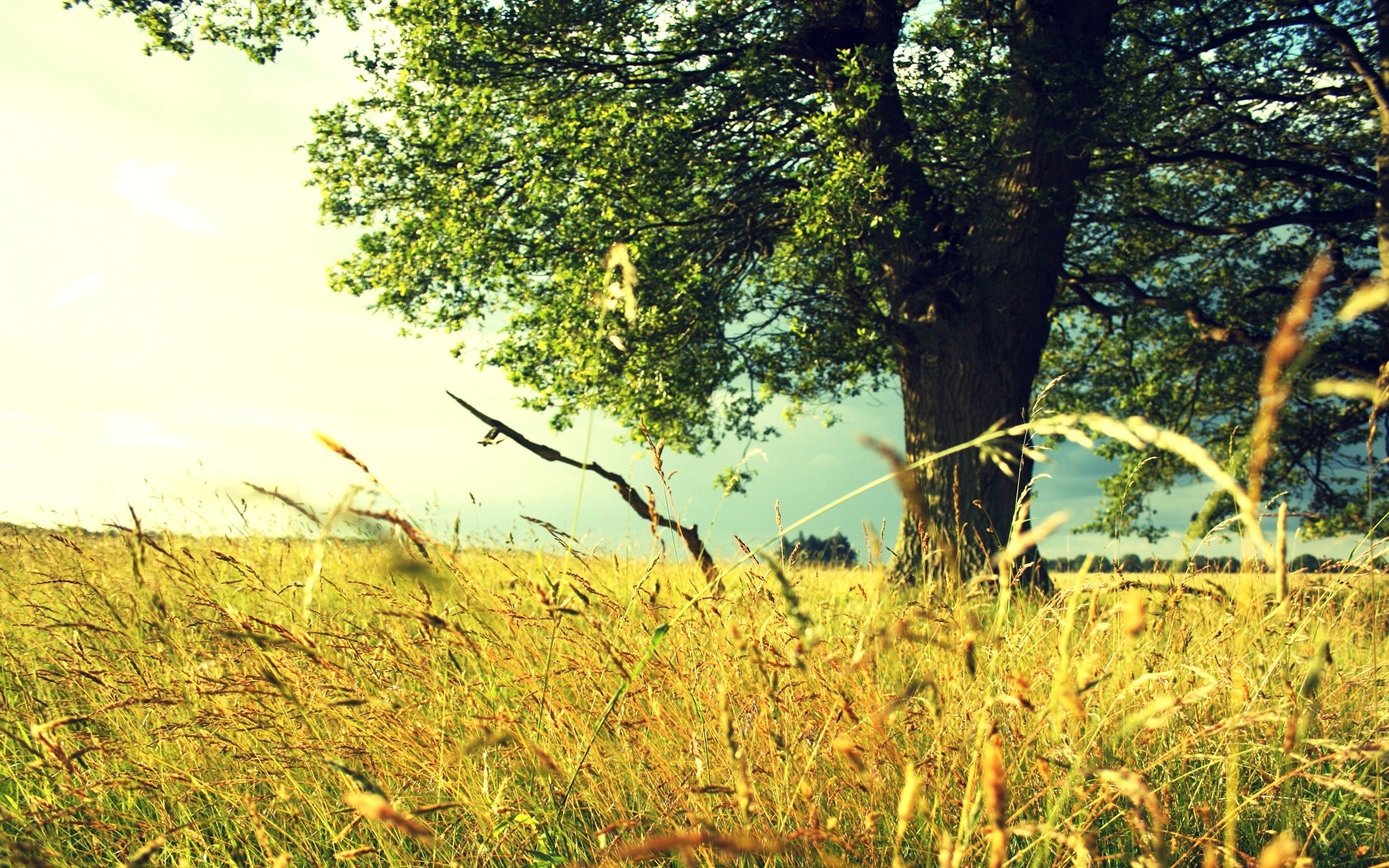 tree in a sunlit meadow