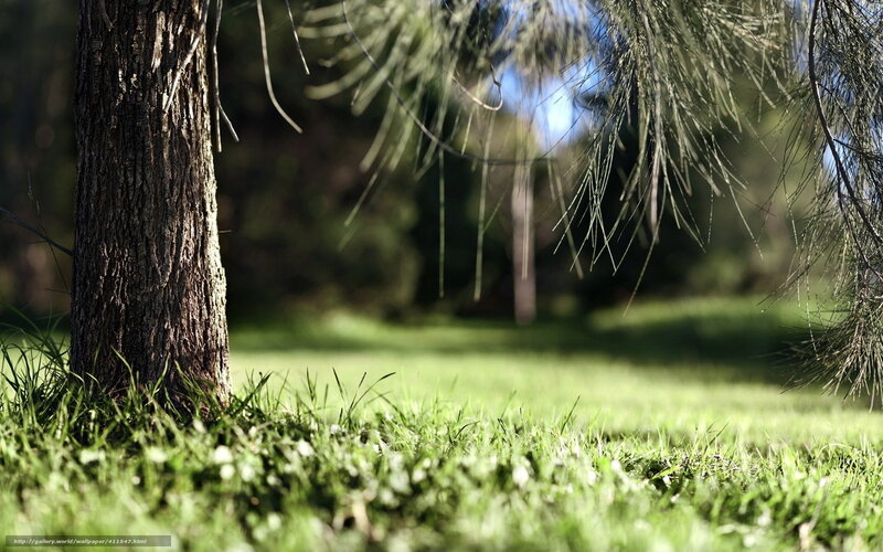 Tree in a sunlit park