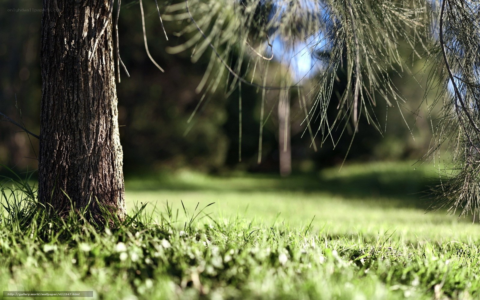 Tree in a sunlit park