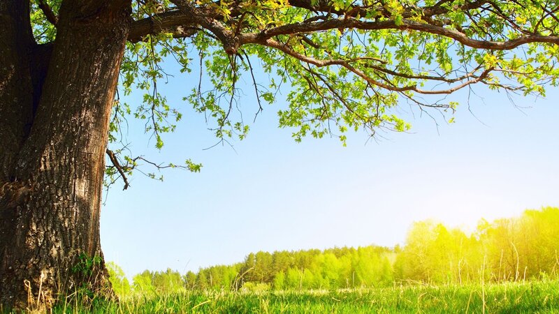 tree in a sunny meadow