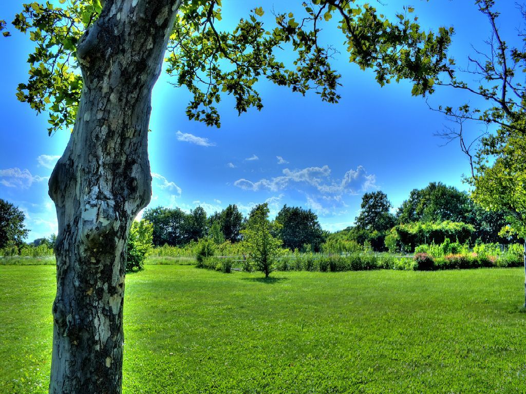 tree in a sunny park
