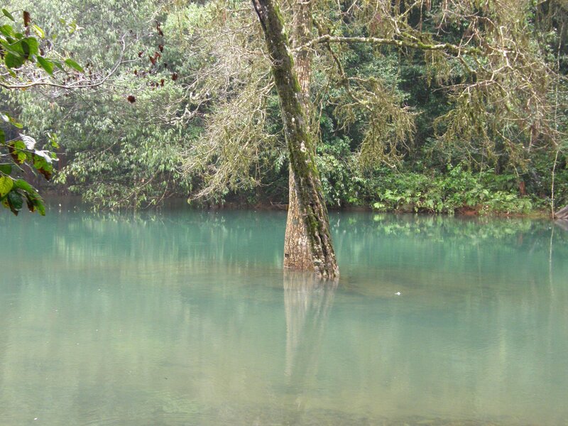 Tree in a turquoise lake