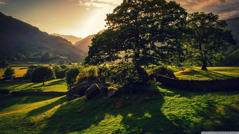 Tree in a Valley
