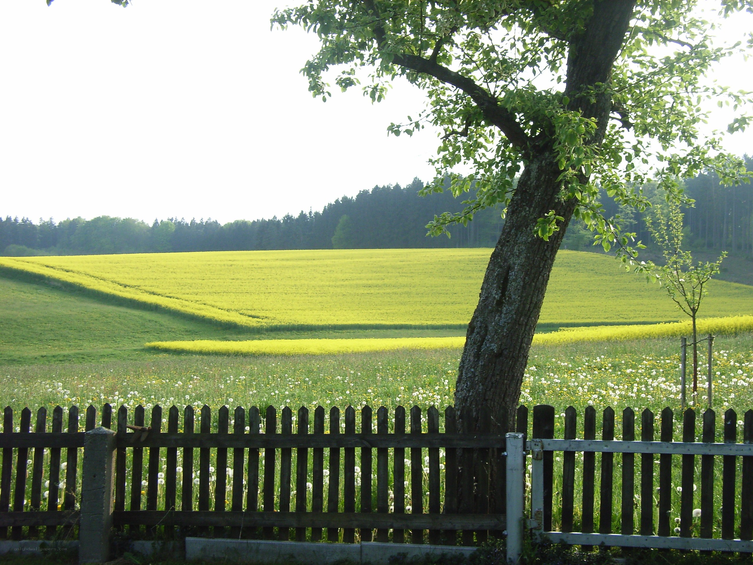 Tree in a yellow field