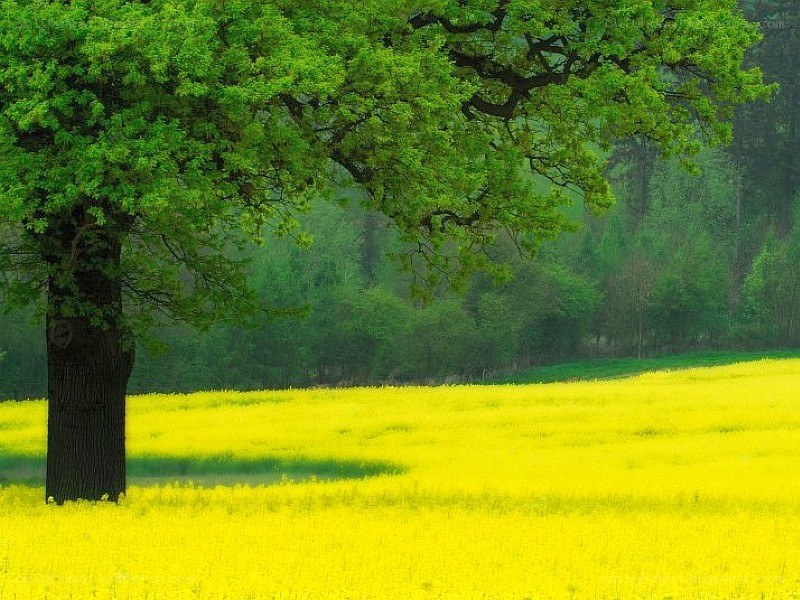 Tree in a yellow field