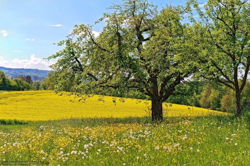 Tree in a Yellow Field — Serene