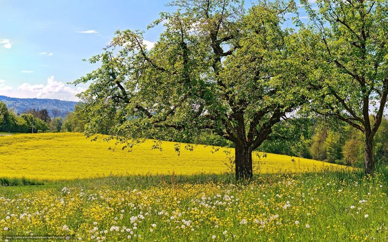 Tree in a yellow field