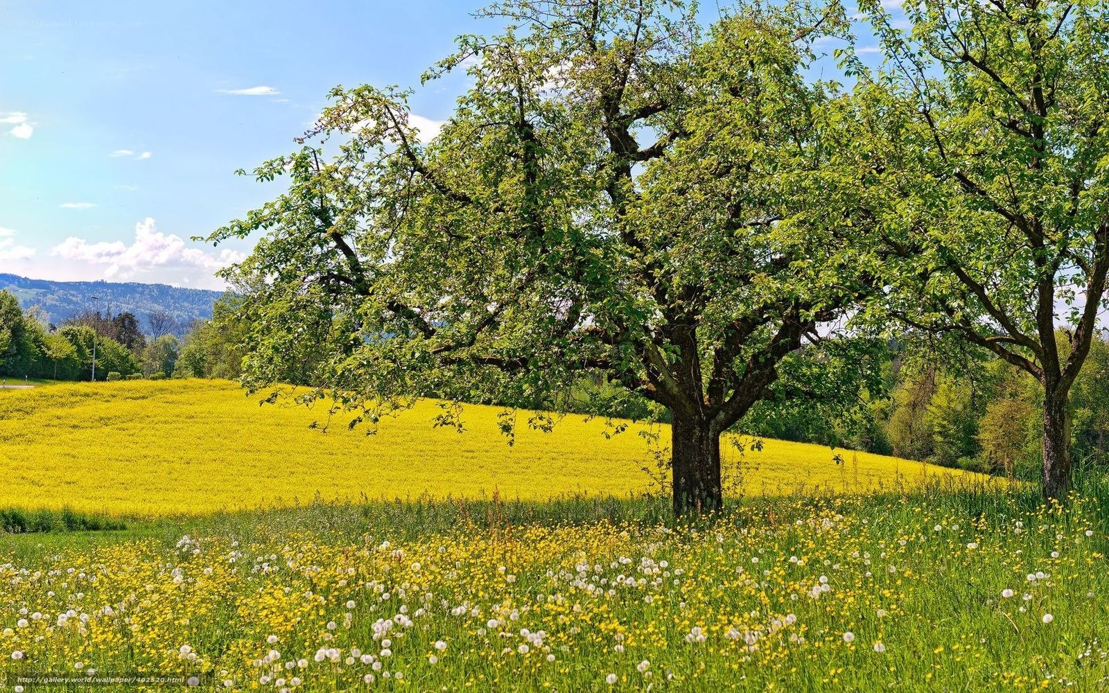 Tree in a yellow field