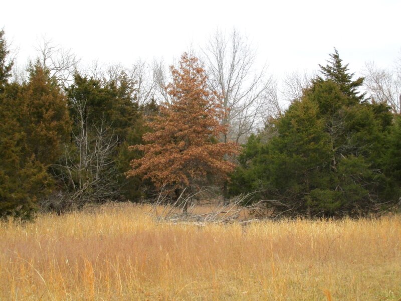 Tree in Autumn Field