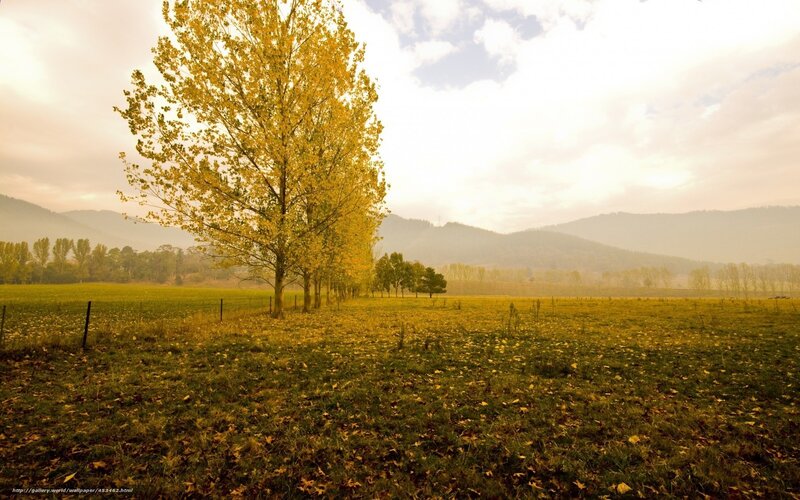 Tree in Autumn Field — Yellow