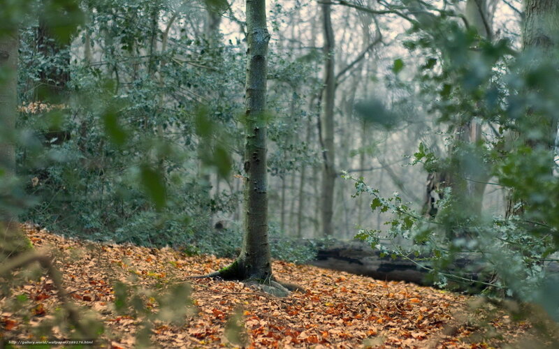 Tree in Autumn Forest — Brown