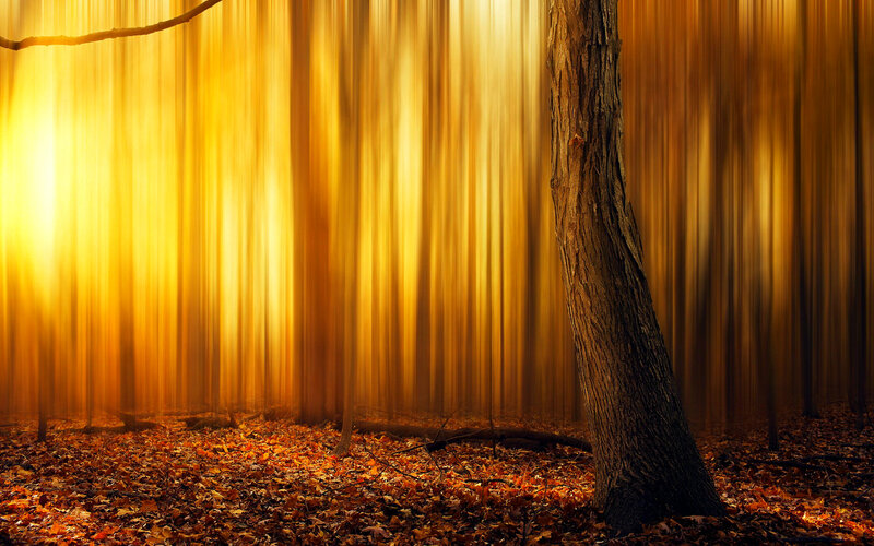 Tree in Autumn Forest — Gold