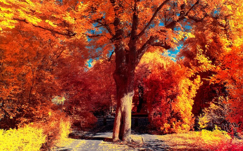 Tree in Autumn Forest — Orange