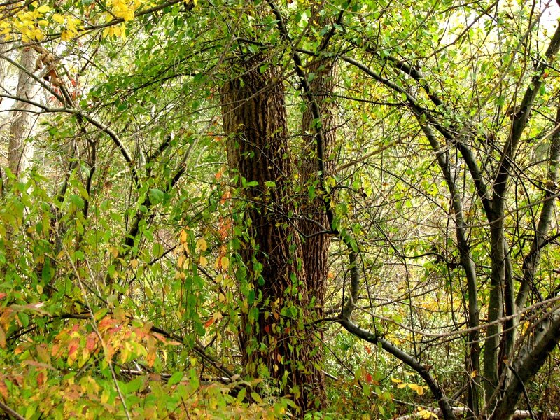 Tree in Autumn Forest