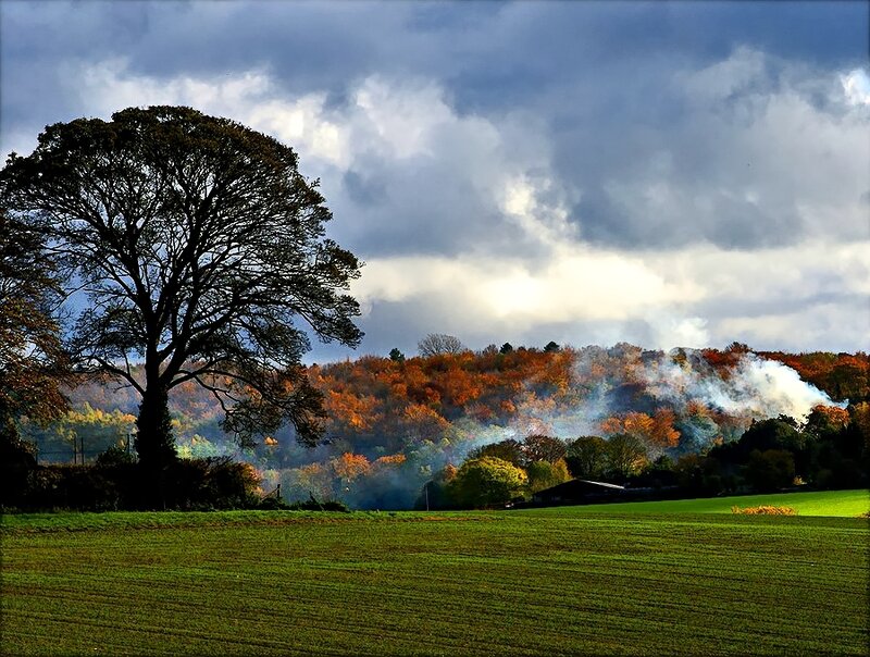 Tree in Autumn Landscape