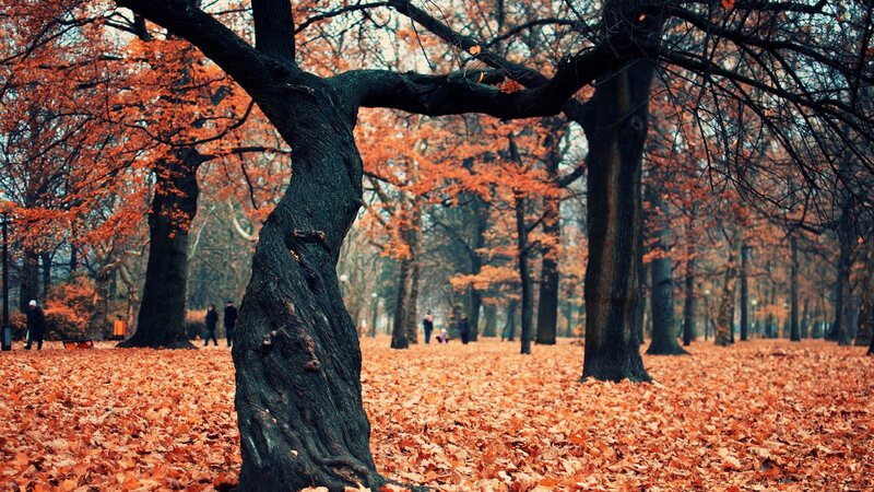Tree in Autumn Park — Orange, Serene, Photograph, Leaves, People, Trees