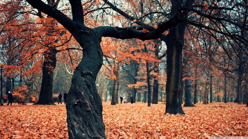 Tree in Autumn Park — Orange, Serene, Photograph