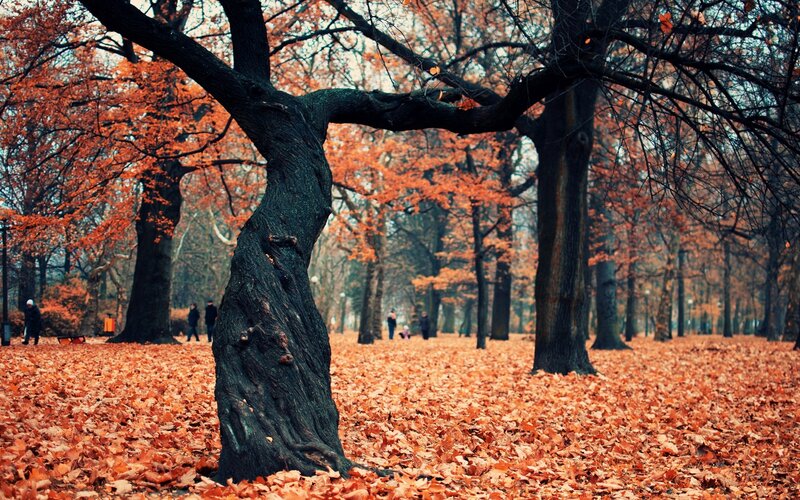 Tree in Autumn Park — Orange, Serene, Photograph, Trees