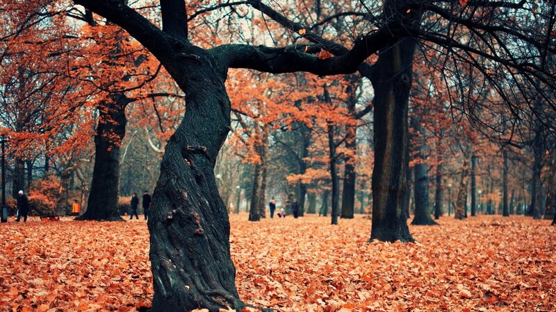 Tree in Autumn Park — Orange, Serene