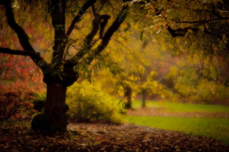 Tree in Autumn Park