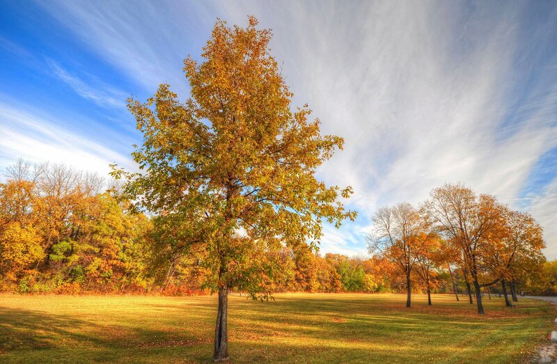 Tree in Autumn Park — Yellow