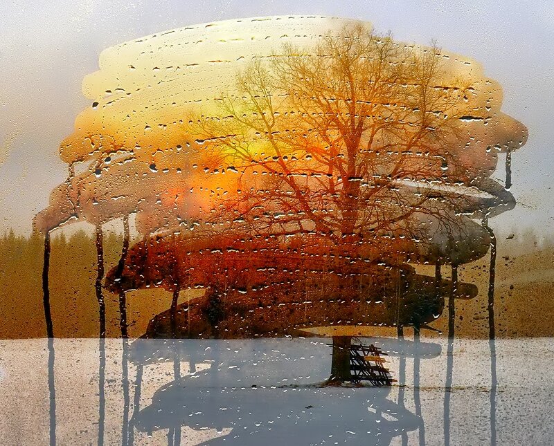 Tree in Autumn