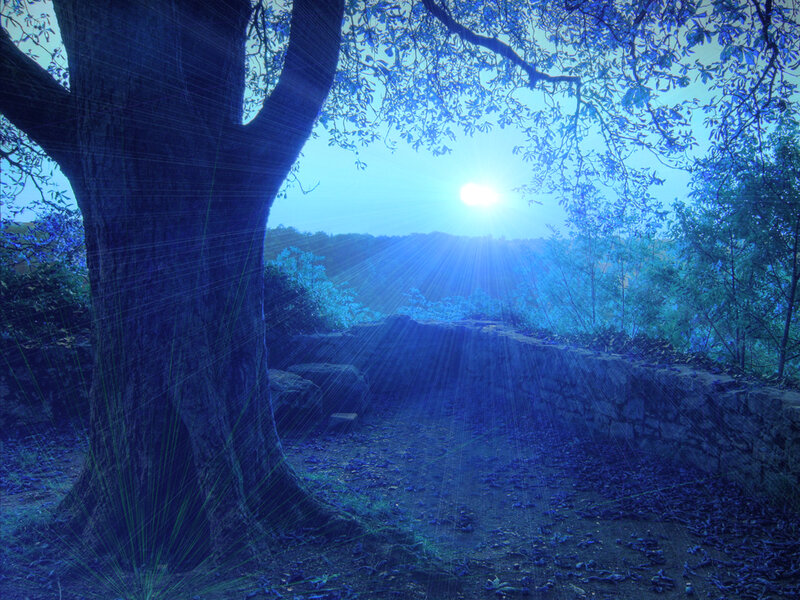 Tree in Blue Light