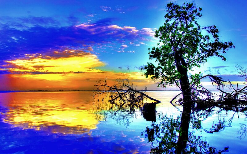 Tree in Calm Water — Blue, Dramatic