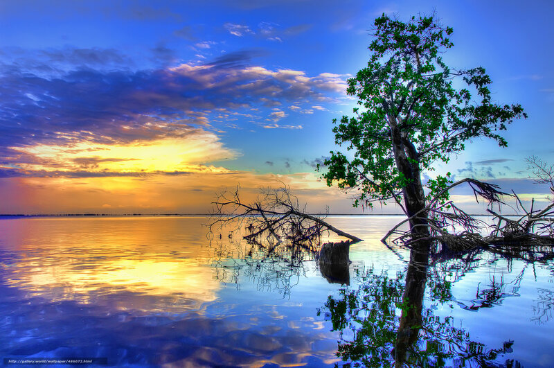 Tree in Calm Water — Blue, Serene, Sunset