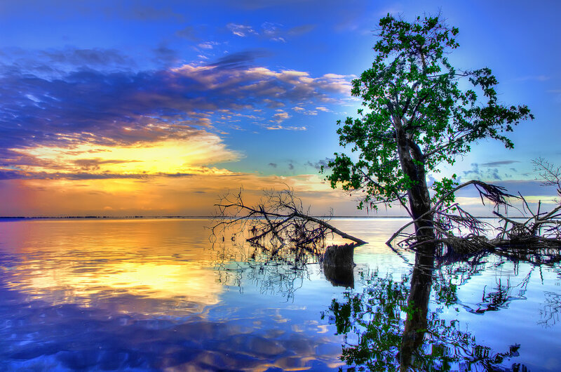 Tree in Calm Water — Blue, Serene