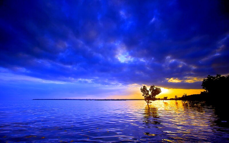 Tree in Calm Water — Blue