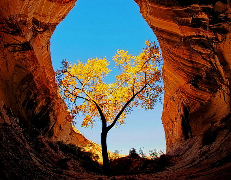 Tree in Canyon Arch