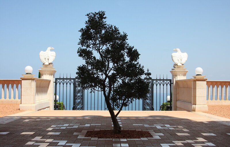 Tree in Courtyard