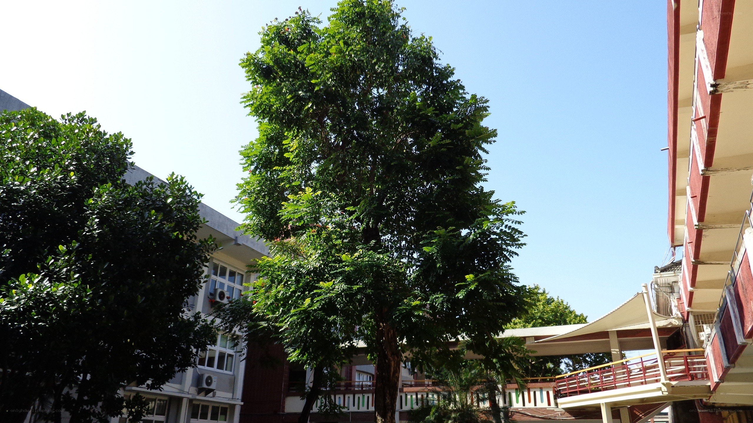 tree in courtyard with buildings