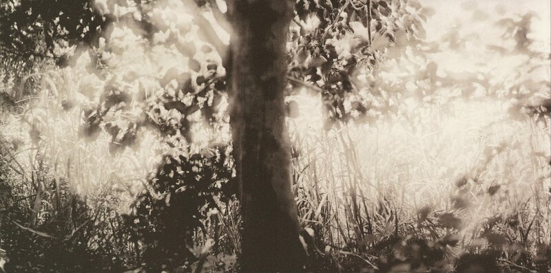 Tree in Dense Foliage