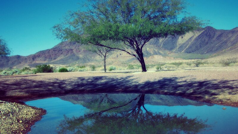Tree in Desert Landscape — Blue