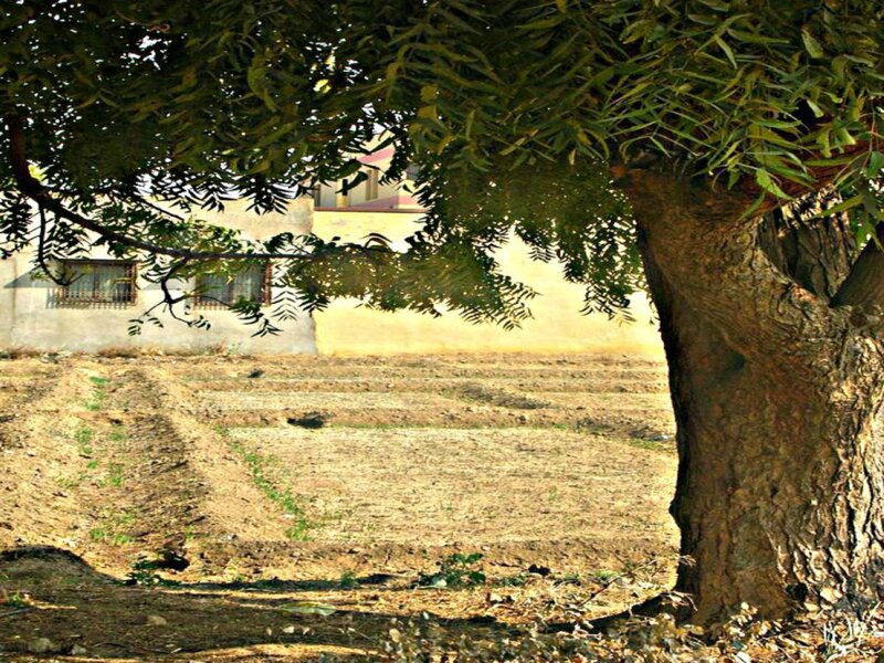 Tree in Dry Field — Brown