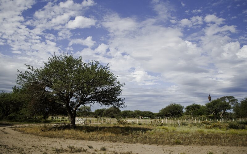 Tree in Dry Field