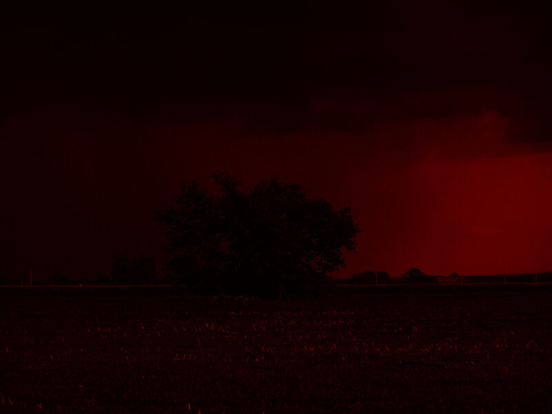 Tree in Field at Dusk