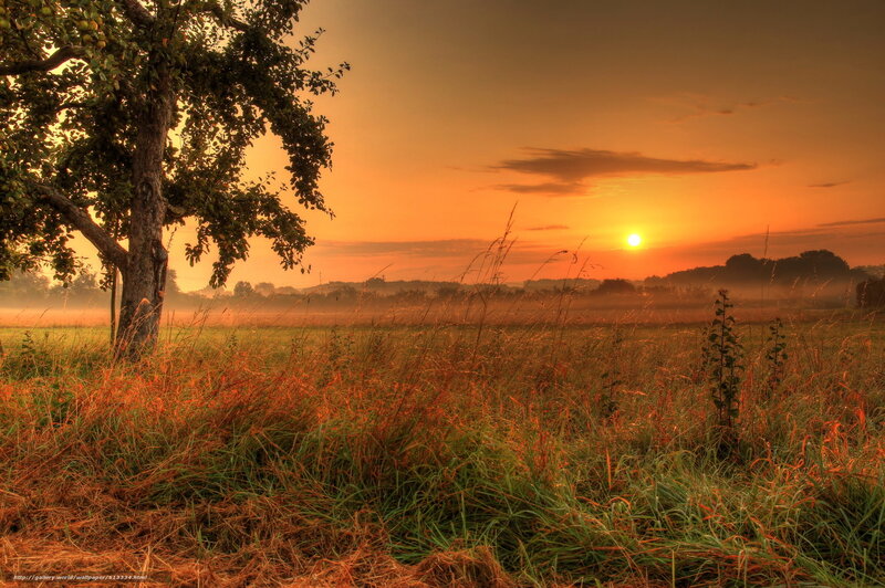 Tree in Field at Sunrise — Orange