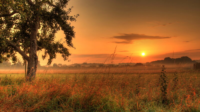 Tree in Field at Sunrise