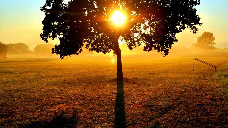 Tree in Field at Sunrise — Yellow
