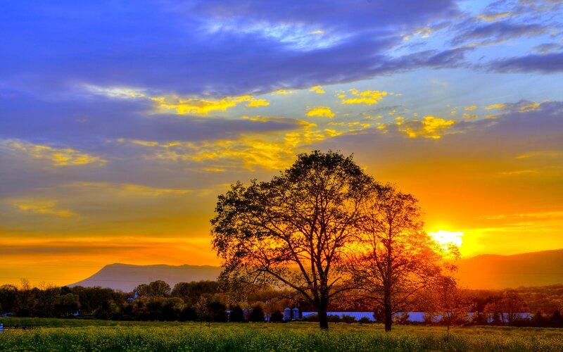 Tree in Field at Sunset — Blue