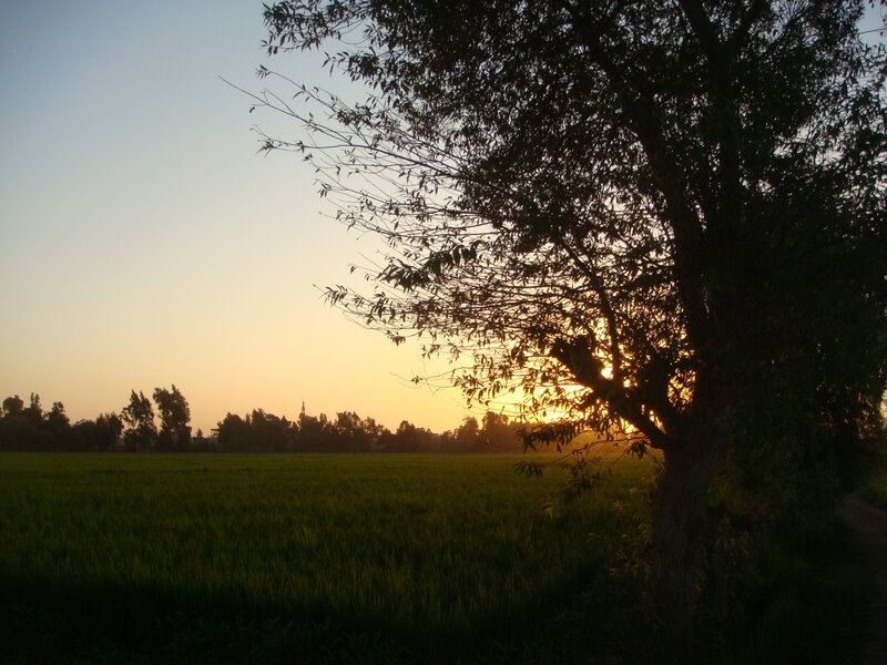 Tree in Field at Sunset — Green, Serene, Photograph, Sky