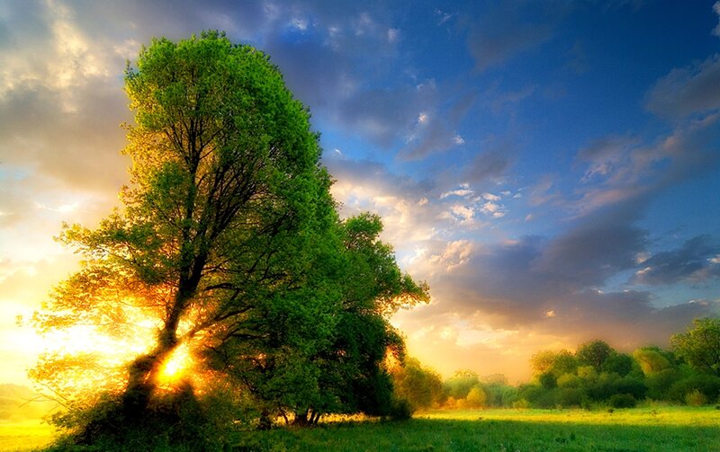 Tree in Field at Sunset — Green, Serene